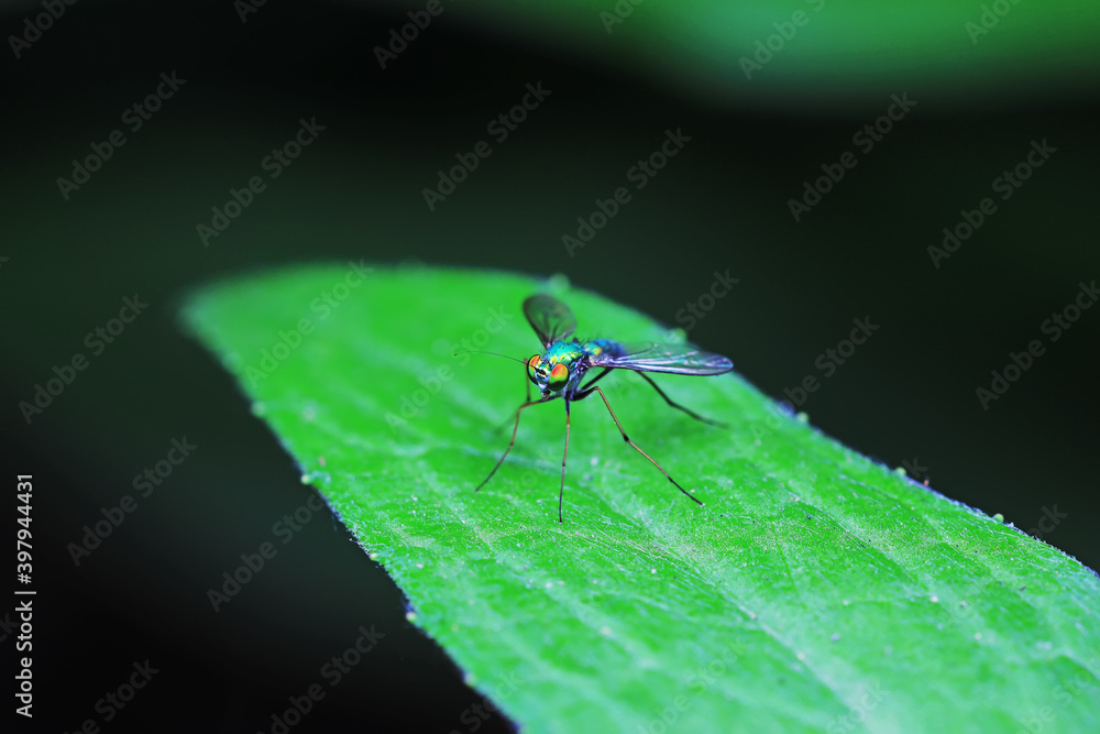 A tabanid perches on a green leaf in North China A tabanid perches on a green leaf in North China