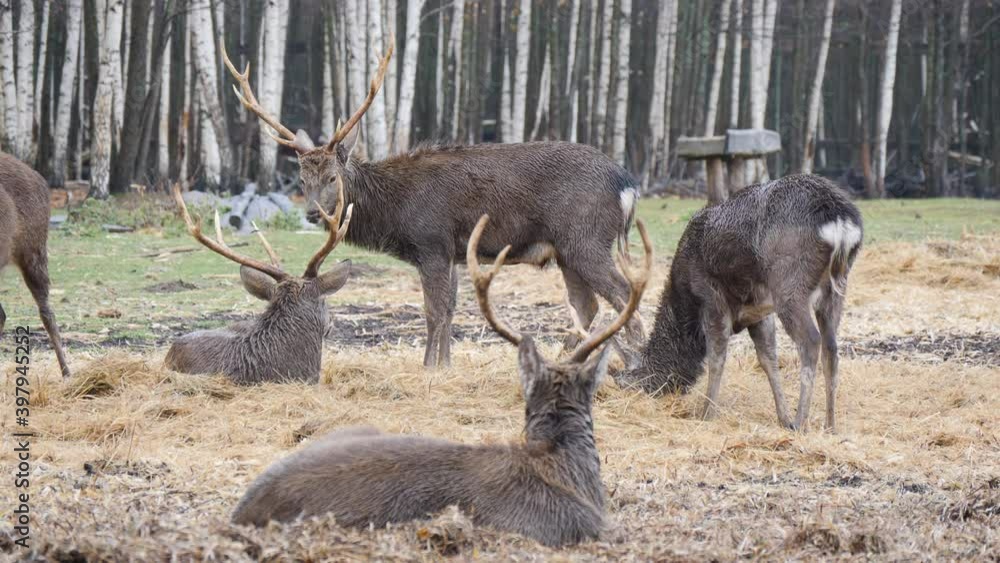 Forest deer walk through the forest, animals on pasture Forest deer walk through the forest, animals on pasture