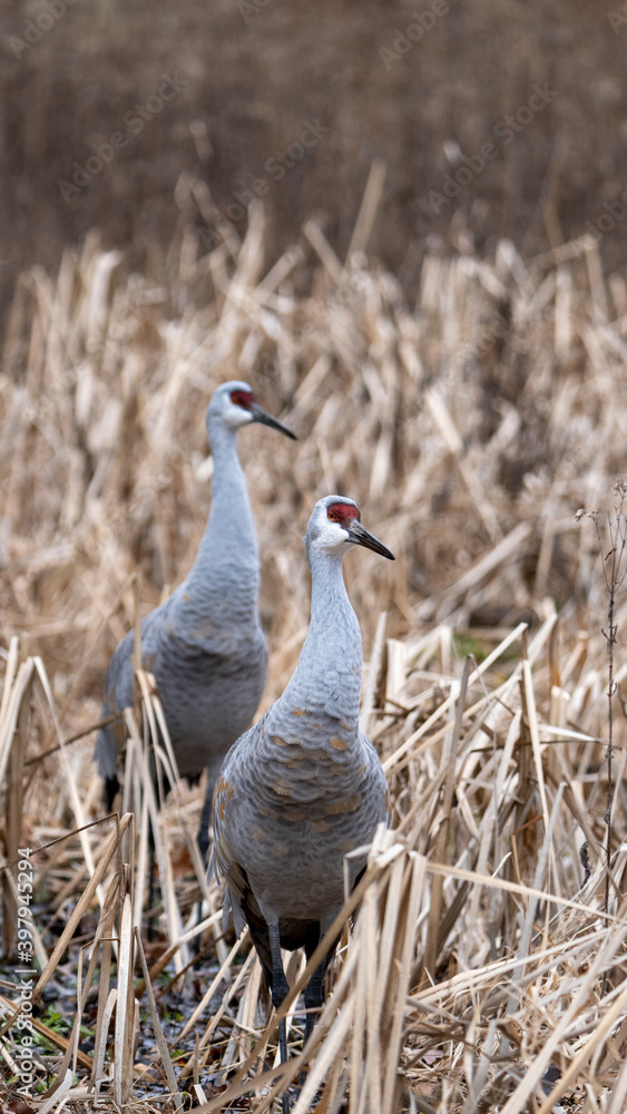 Naklejka premium Pair of Sandhill Cranes