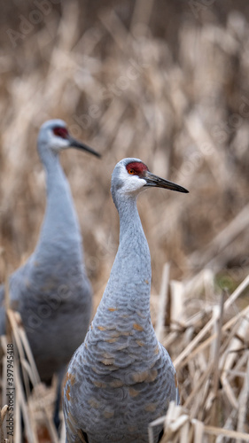 Pair of Sandhill Cranes