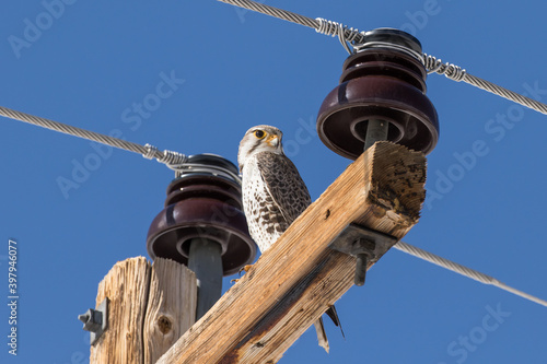 Prairie Falcon