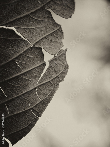 Seamless random fill leaves pattern background