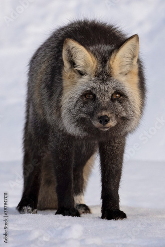 Fox giving the photographer a death stare look