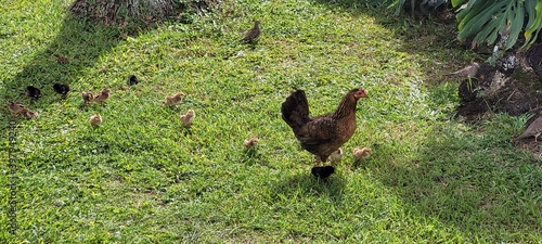 Chicken, Baby Chickens, chickies photo
