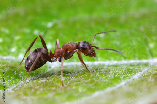 Ants on wild plants, North China