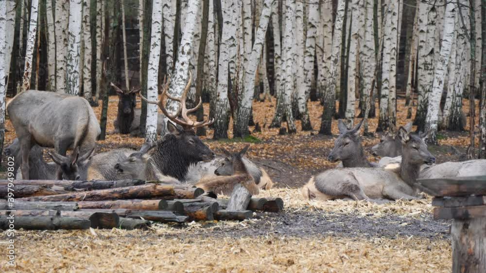 Forest deer walk through the forest, animals on pasture