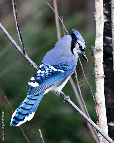 Blue Jay Stock Photos. Blue Jay perched on a branch with a blur background in the forest environment and habitat. Image. Picture. Portrait. Looking to the right side.