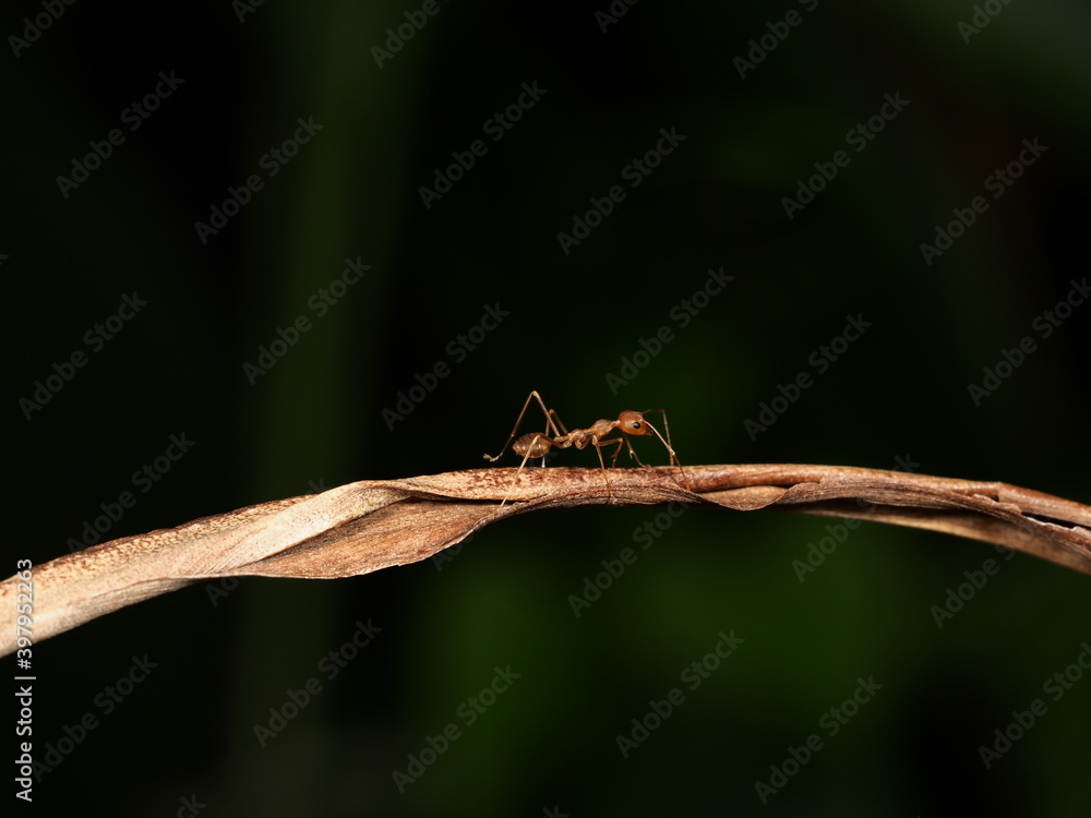 ant walking on dry leaf with blur green background in garden ant walking on dry leaf with blur green background in garden