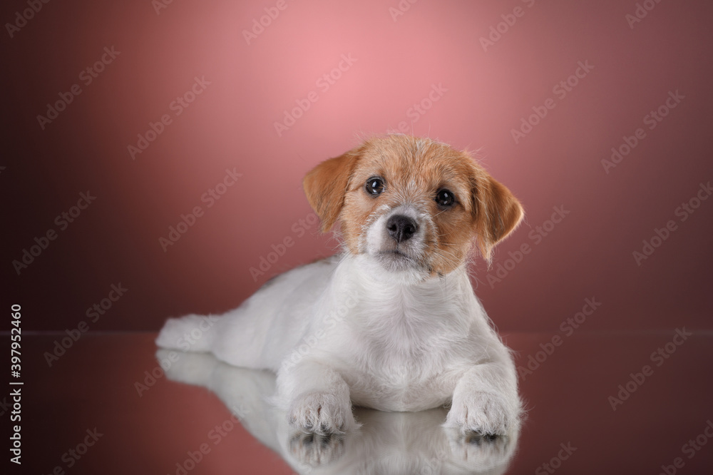 Dog on a pink background. jack russell terrier puppy, wire-haired. 