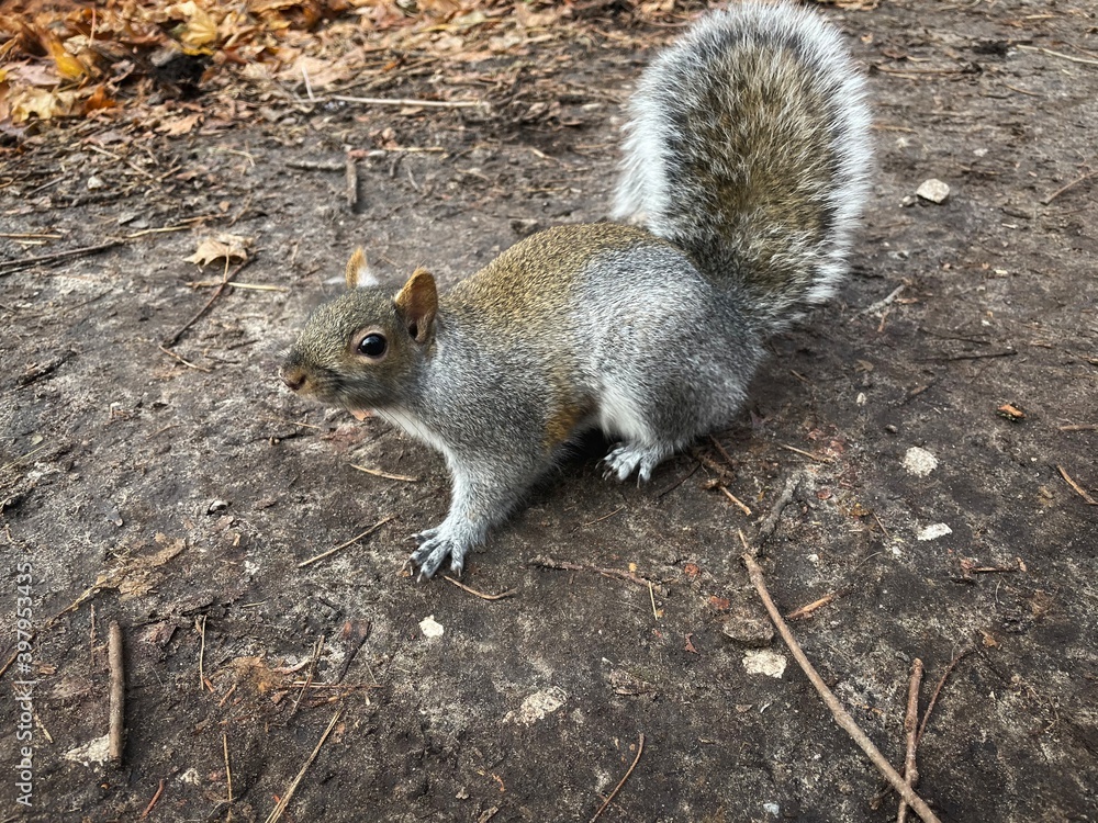 A curious squirrel looking at a person in a park A curious squirrel looking at a person in a park