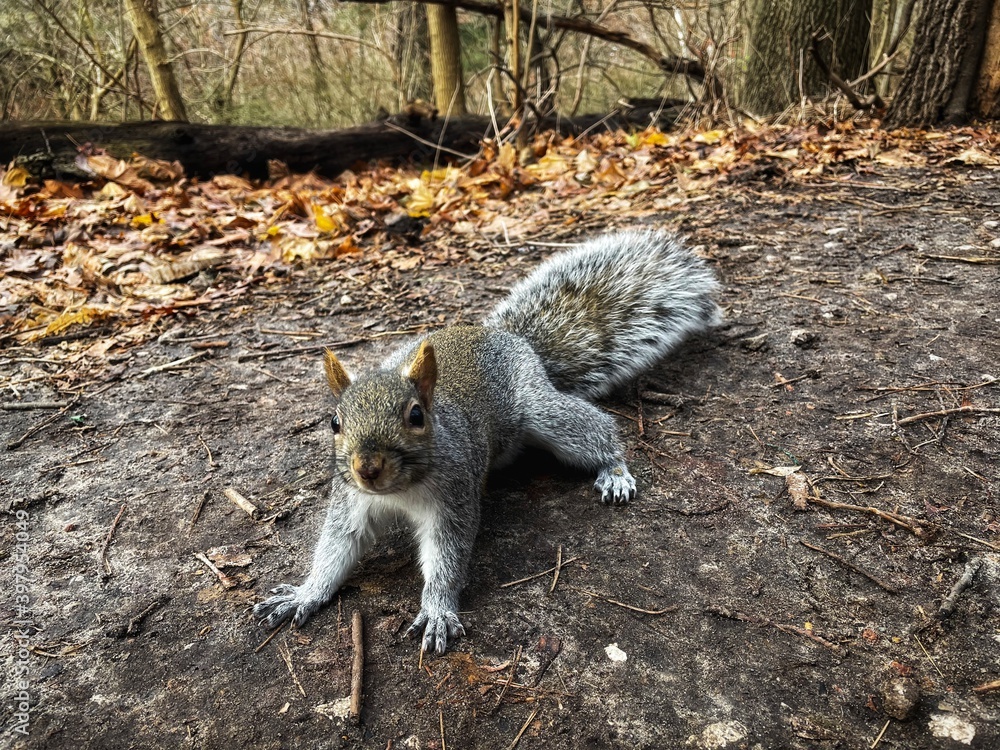 Naklejka premium A curious squirrel looking at a person in a park