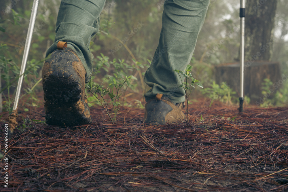 close up rear view of feet walking in a rainforest landscape using trekking sticks close up rear view of feet walking in a rainforest landscape using trekking sticks