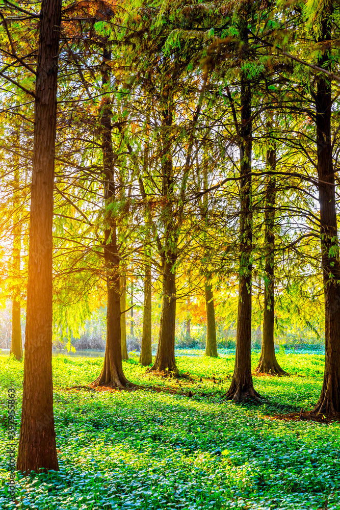 Fototapeta premium Colorful forest landscape in autumn.