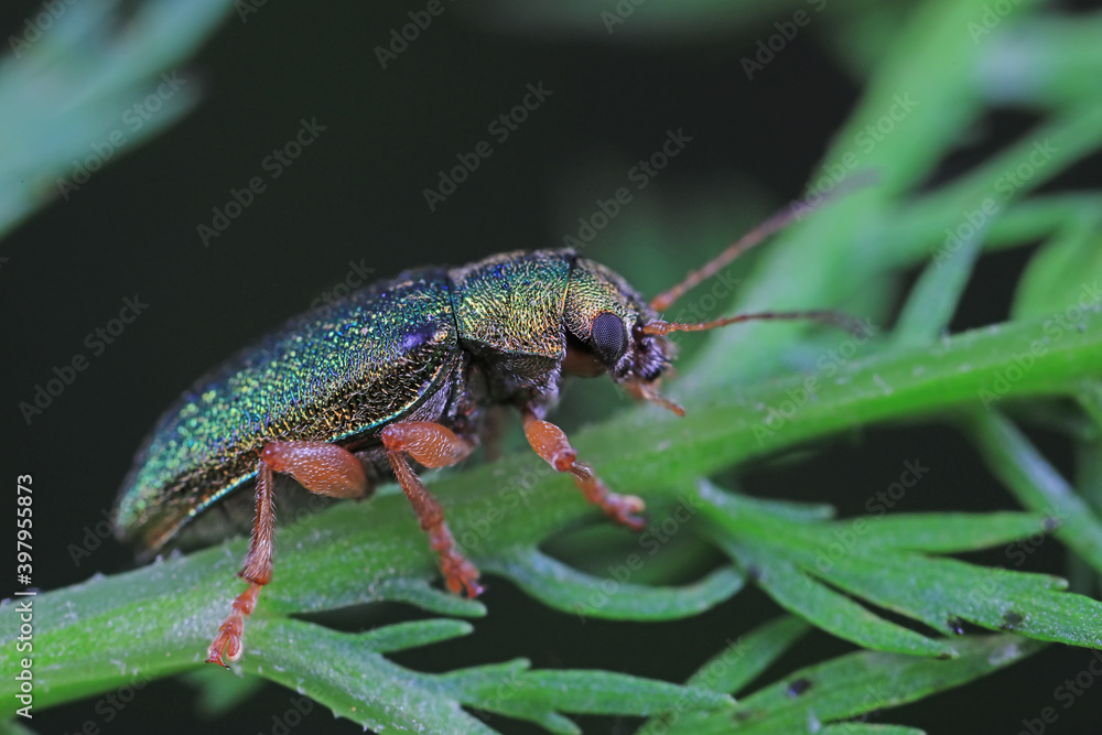 Leaf beetles inhabit wild plants in North China Leaf beetles inhabit wild plants in North China
