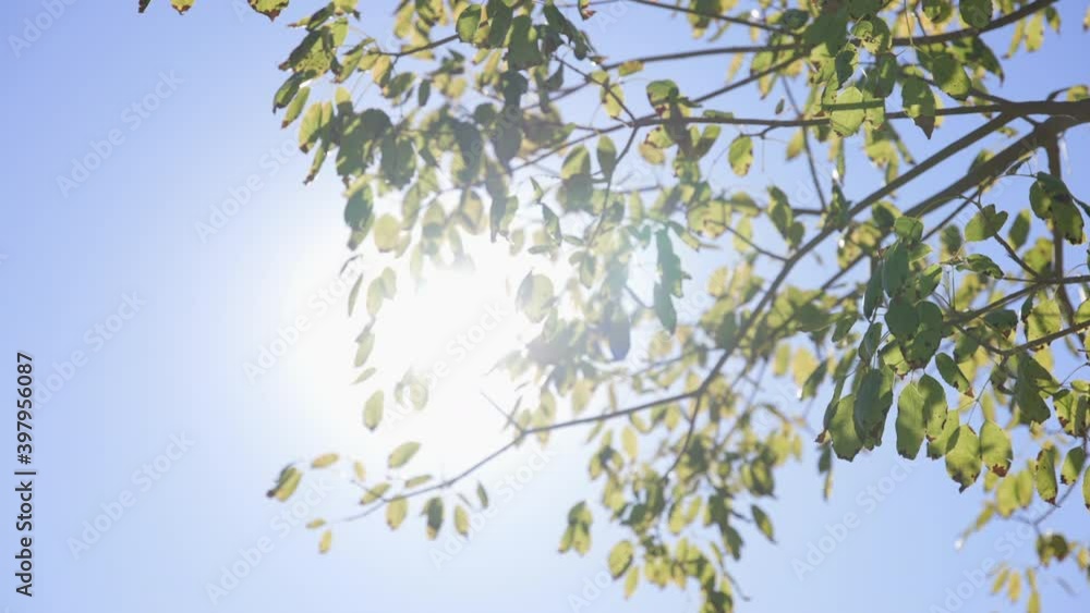 The sun's rays make their way through leaves of tropical tree. Beautiful lens flare. Warm sunny day. Slow motion. The sun's rays make their way through leaves of tropical tree. Beautiful lens flare. Warm sunny day. Slow motion.