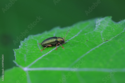 Leaf beetles inhabit wild plants in North China