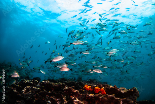 Fototapeta Naklejka Na Ścianę i Meble -  A school of fish swimming over the reef in Panama
