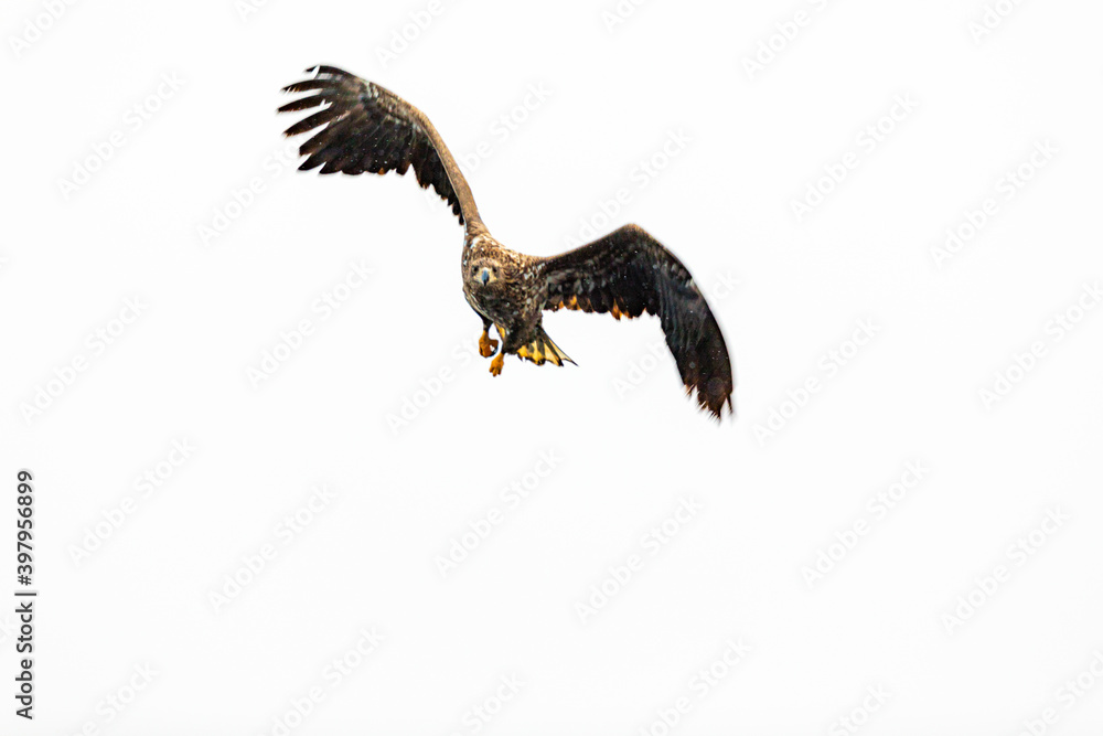 Fototapeta premium 方向転換するオジロワシ