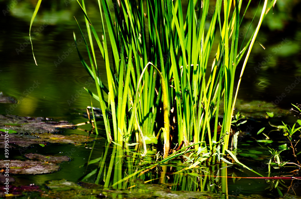 Green grass plant nature color tone macro shot. Nature and flower concept Green grass plant nature color tone macro shot. Nature and flower concept