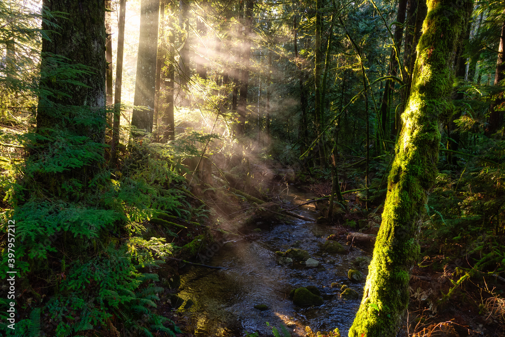 Fototapeta premium Mystical View of the Rain Forest during a foggy and rainy Fall Season. Alice Lake Provincial Park, Squamish, North of Vancouver, British Columbia, Canada.