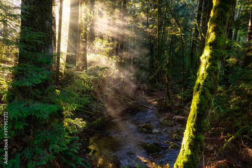 Fototapeta Naklejka Na Ścianę i Meble -  Mystical View of the Rain Forest during a foggy and rainy Fall Season. Alice Lake Provincial Park, Squamish, North of Vancouver, British Columbia, Canada.