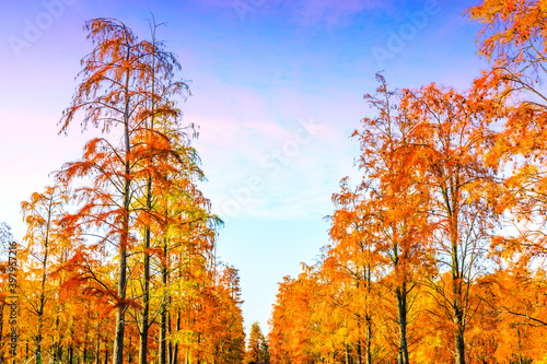 Colorful forest landscape in autumn.