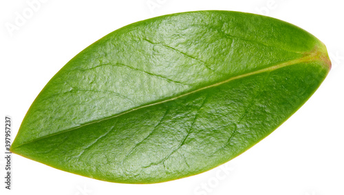 Nut leaf isolated on a white background