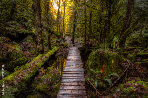 Mystical View of a Path in the Rain Forest during a foggy and rainy Fall Season. Squamish, North of Vancouver, British Columbia, Canada.