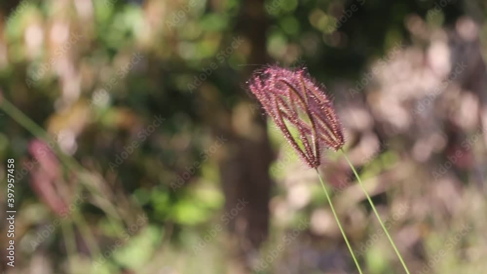 Tropical purple grass flowers blooming in garden witn sunshine nature background Tropical purple grass flowers blooming in garden witn sunshine nature background