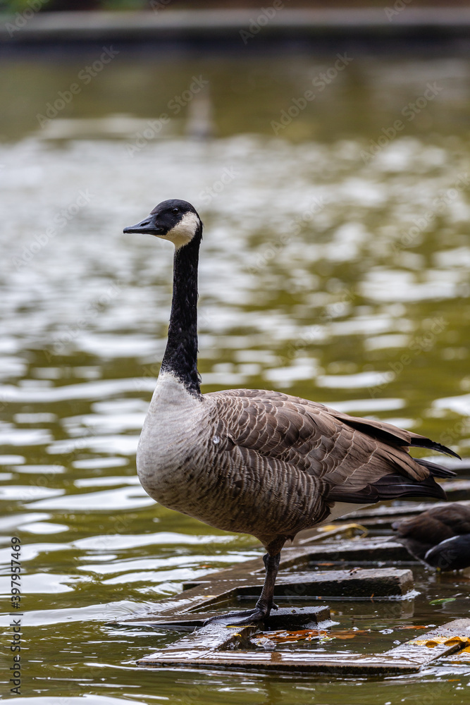 Canadian goose near to the water