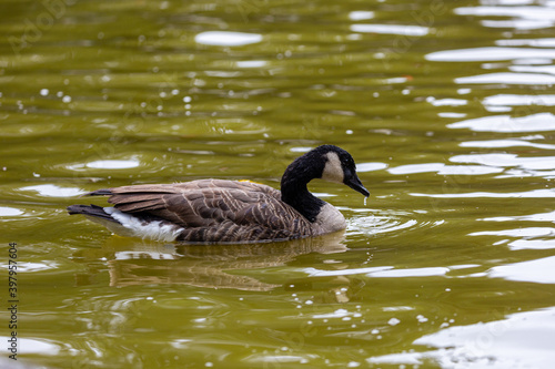 Canadian goose swimming in the lake