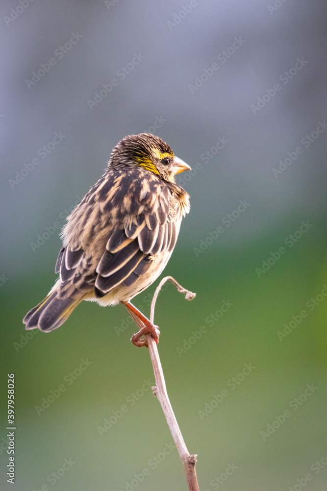 Streaked Weaver, wildlife, animal, sparrow, wild, beak, branch, robin, brown, green, avian, lark, small, fauna, white, spring, feathers, feather, finch, tree, wing, thrush, songbird, song Streaked Weaver, wildlife, animal, sparrow, wild, beak, branch, robin, brown, green, avian, lark, small, fauna, white, spring, feathers, feather, finch, tree, wing, thrush, songbird, song