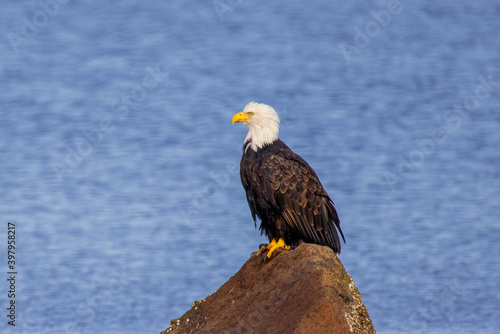 Bald eagle sits on rock in water