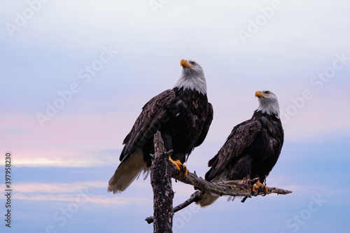 Two Bald Eagles sit on perch Fototapet