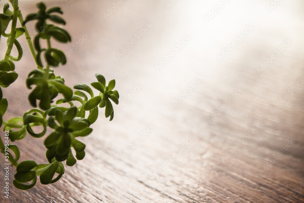 Ornamental trees in pot