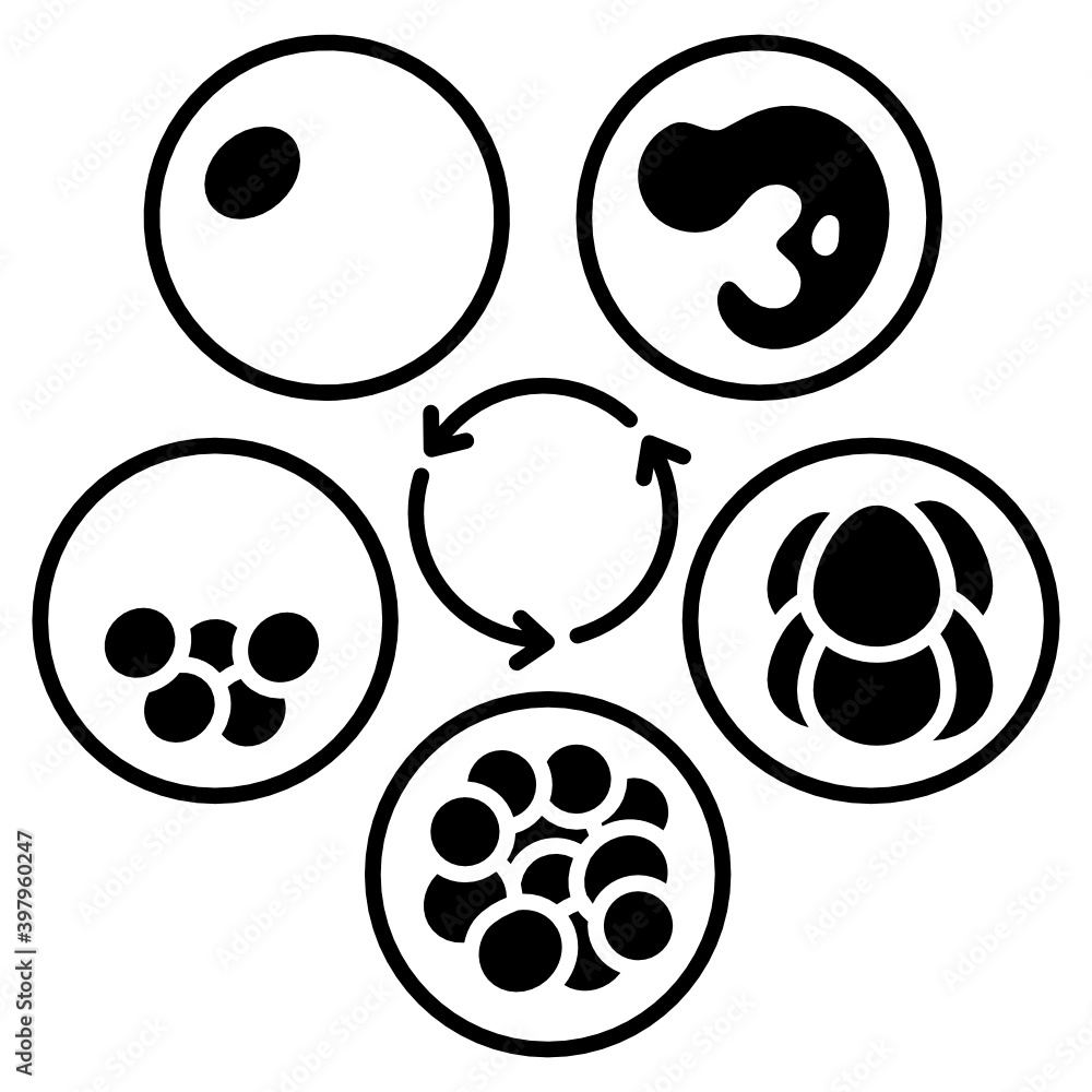 Embryo Culture Cycle Concept Vector Glyph Icon Design, In Vitro Fertilization Symbol on White Background, Pregnancy and obstetrician Sign, 
