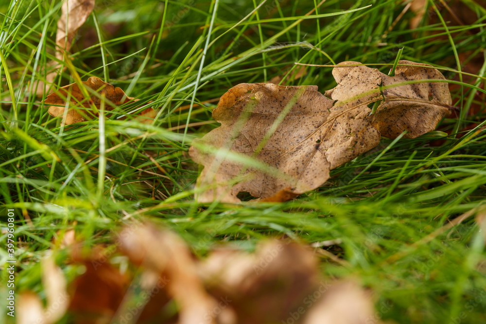 leaf lying in the grass leaf lying in the grass