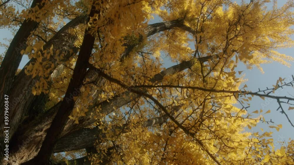 Low angle rotating shot of ginko tree with yellow leaves during fall Low angle rotating shot of ginko tree with yellow leaves during fall