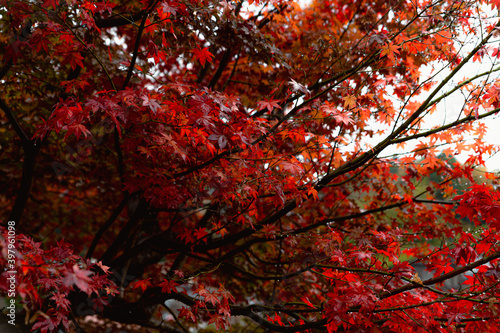 紅葉　紅葉