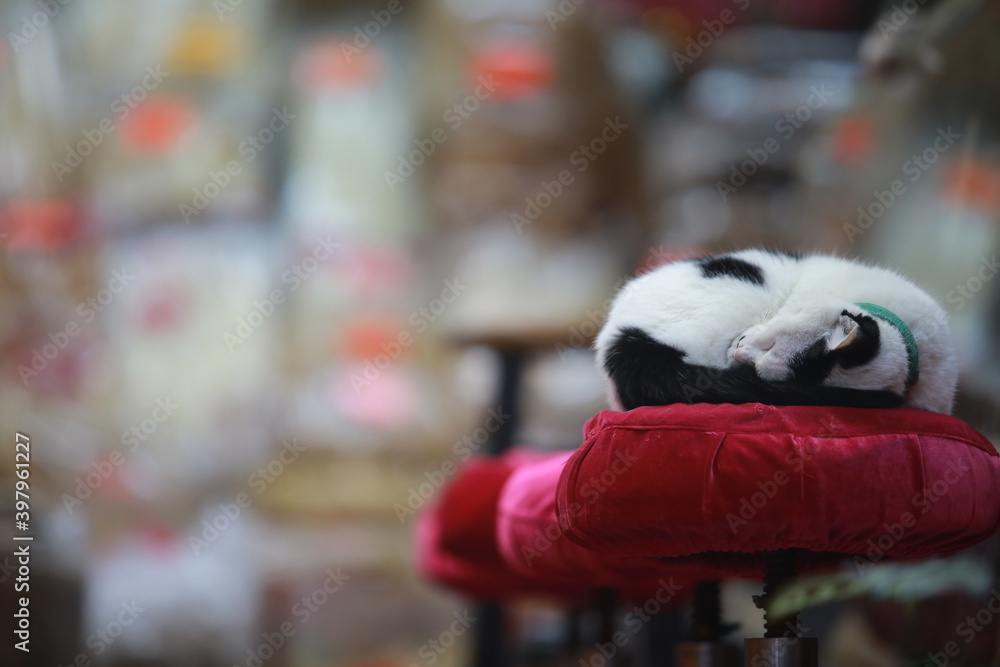 black and white cat sleep in the store roll up its body black and white cat sleep in the store roll up its body