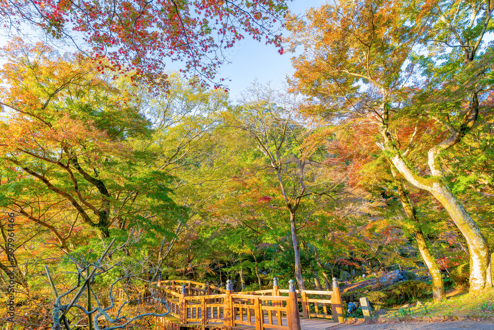 静岡県熱海市　早朝の熱海梅園の紅葉　もみじ祭り