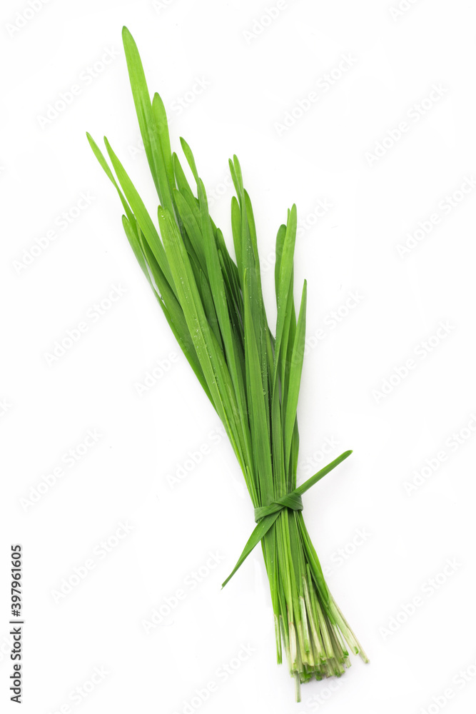 A bundle of green wheatgrass for  wheat grass juice making isolated on white background. 