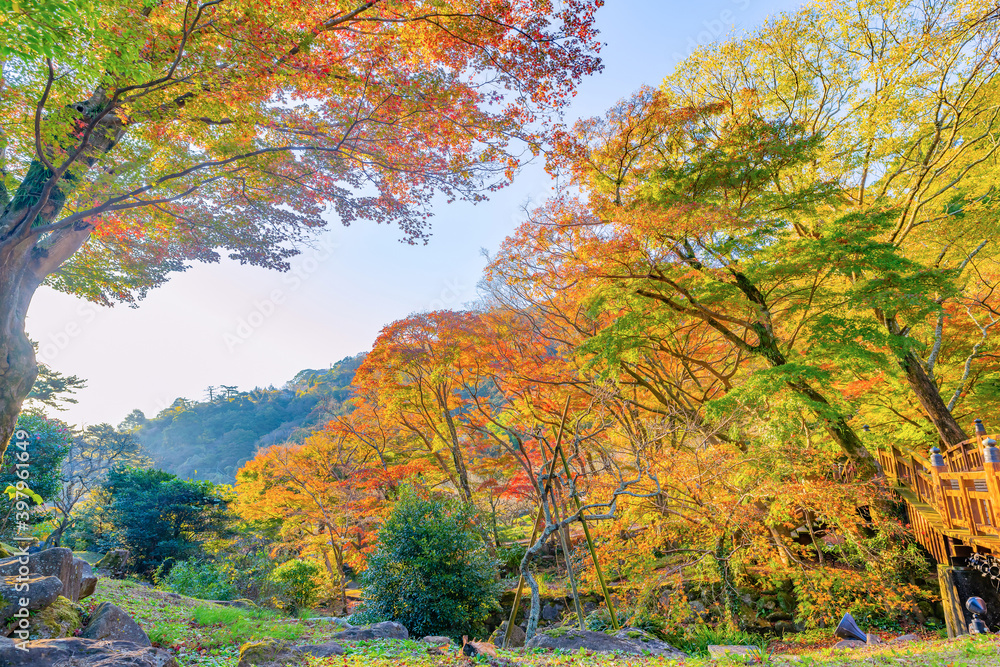 Fototapeta premium 静岡県熱海市 早朝の熱海梅園の紅葉 もみじ祭り