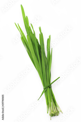 A bundle of green wheatgrass for  wheat grass juice making isolated on white background. 