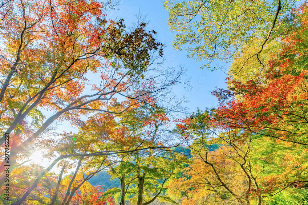 静岡県熱海市　熱海梅園の紅葉　もみじ祭り