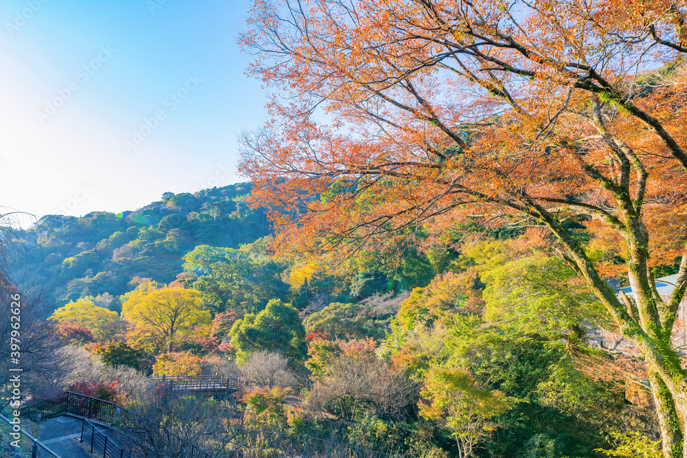 静岡県熱海市　熱海梅園の紅葉　もみじ祭り