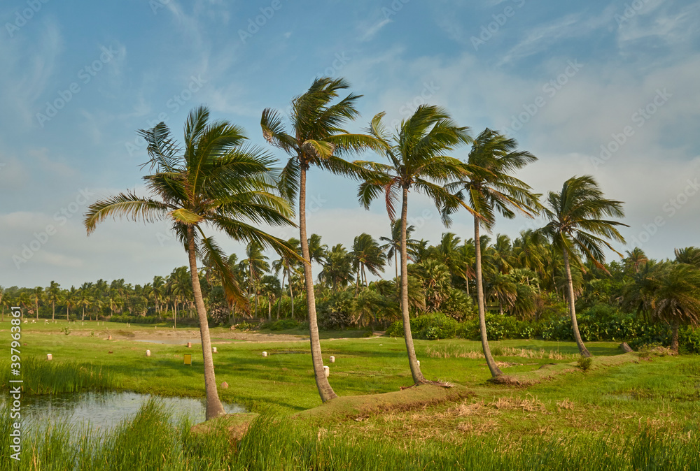Coconut trees stand amid blowing sea wind at Shankarpur, West Bengal. A typical view of rural landscape near a coastal region (Bay of Bengal).