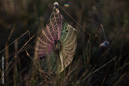  Spider web in the early morning with dew and sunlight