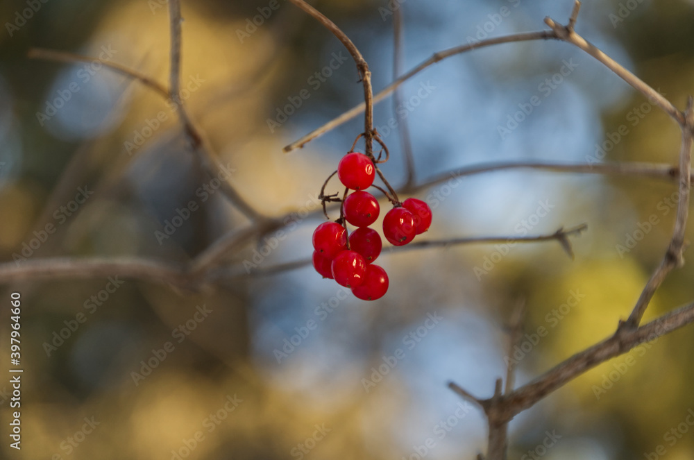 Bright Red Buffalo Berries on Bare Branches