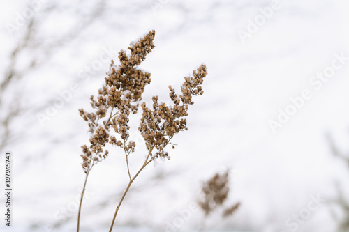 Beautiful winter plant, frozen grass in frost day. Natural environment. Seasons, ecology, botany natural background.
